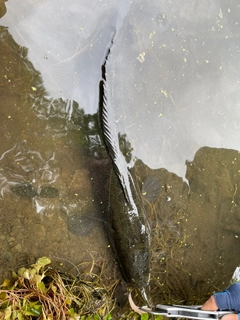 ライギョの釣果