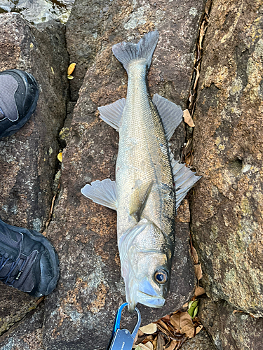 セイゴ（マルスズキ）の釣果