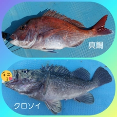 マダイの釣果