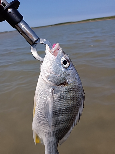 セイゴ（ヒラスズキ）の釣果