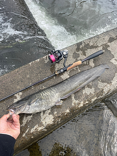 ナマズの釣果