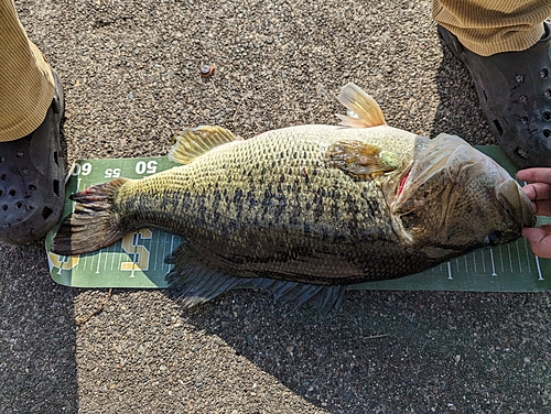 ブラックバスの釣果