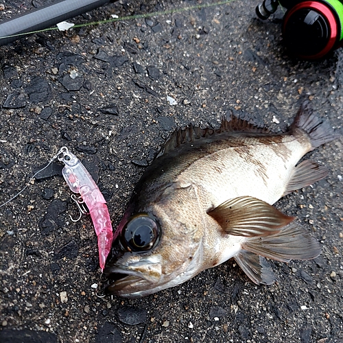 メバルの釣果