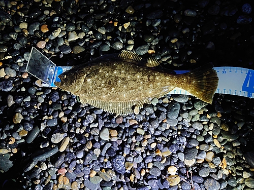 ヒラメの釣果