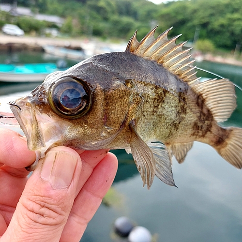 メバルの釣果