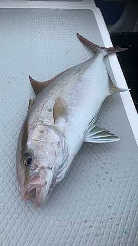 ヒレナガカンパチの釣果