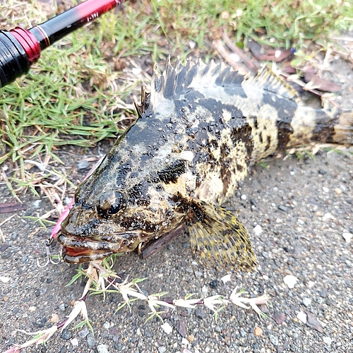 タケノコメバルの釣果