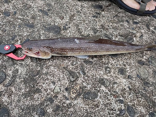 エソの釣果