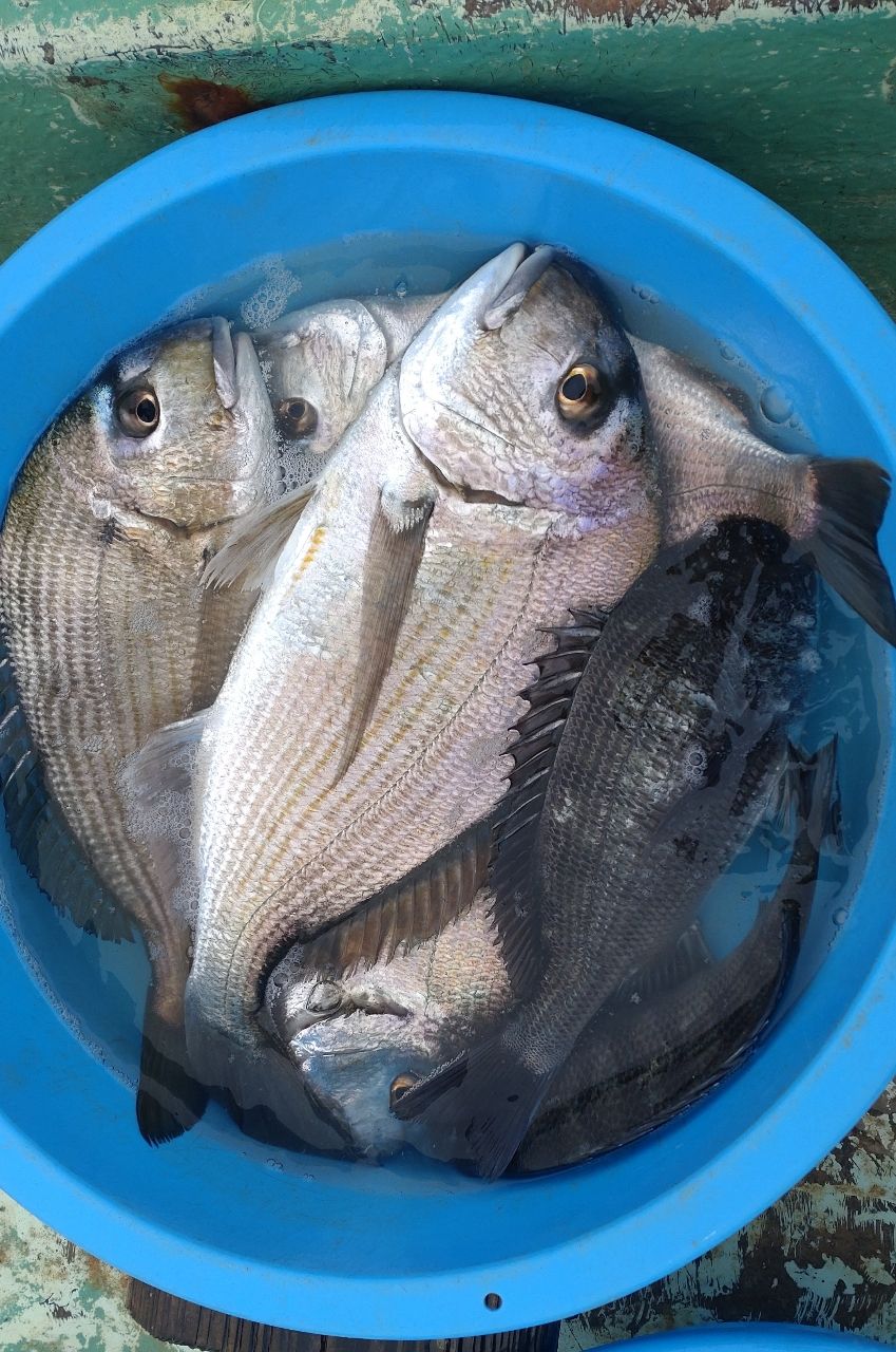 アングラークロさんの釣果 2枚目の画像