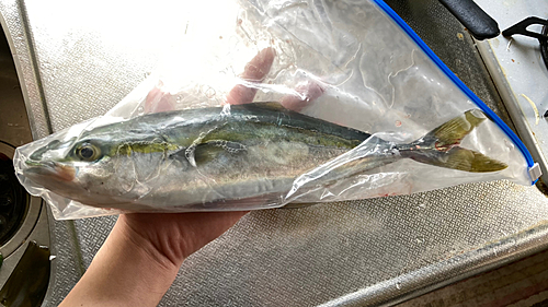 ツバイソの釣果