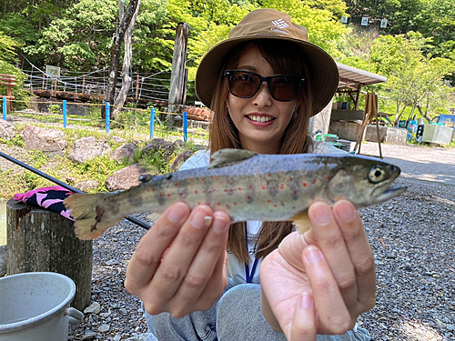 ヤマメの釣果