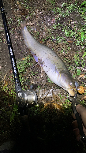 マナマズの釣果