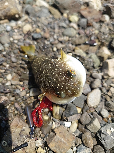 クサフグの釣果