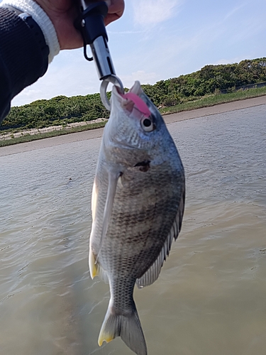 セイゴ（ヒラスズキ）の釣果