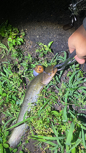 マナマズの釣果