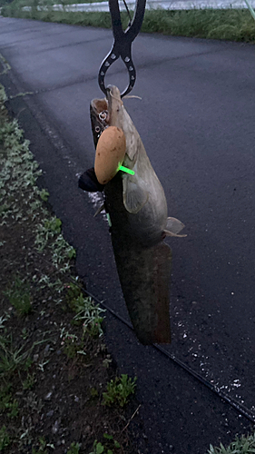 マナマズの釣果