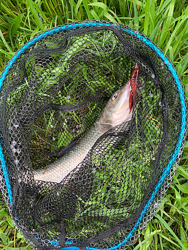 ニゴイの釣果