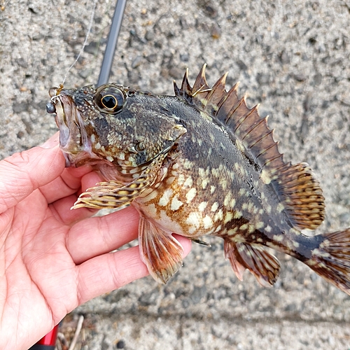 カサゴの釣果