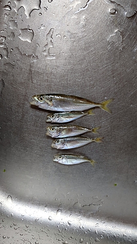 アジの釣果