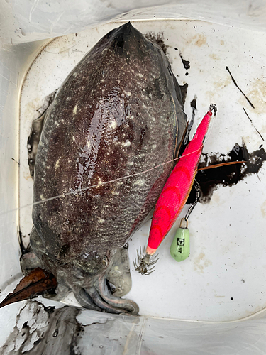 ハリイカの釣果