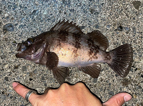 メバルの釣果