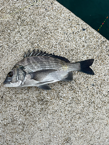 メイタの釣果