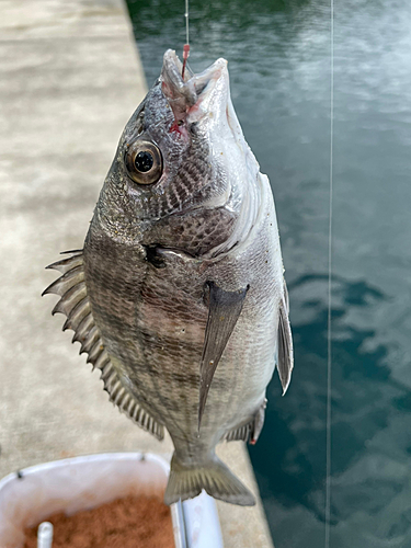 メイタの釣果