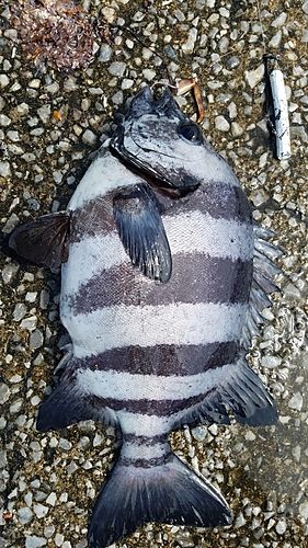 イシダイの釣果