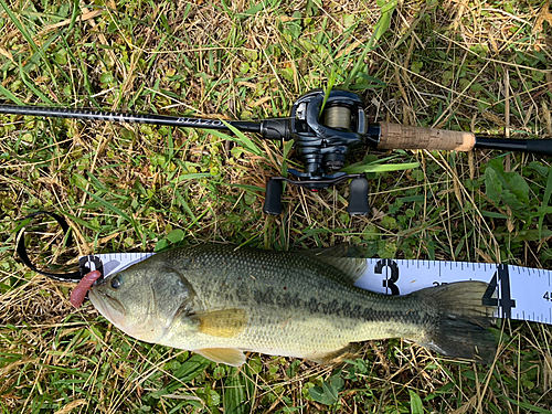 ブラックバスの釣果