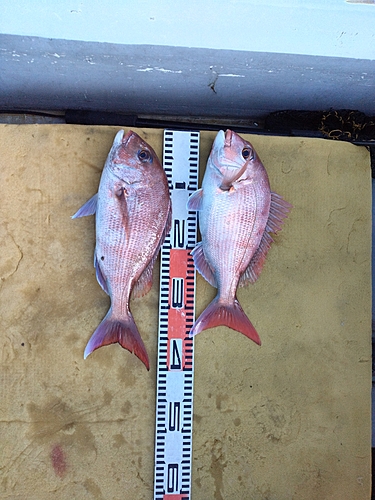 マダイの釣果