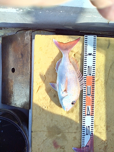 マダイの釣果