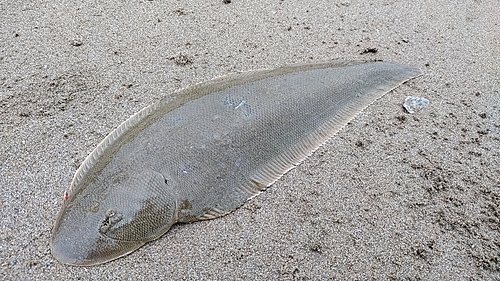 シタビラメの釣果