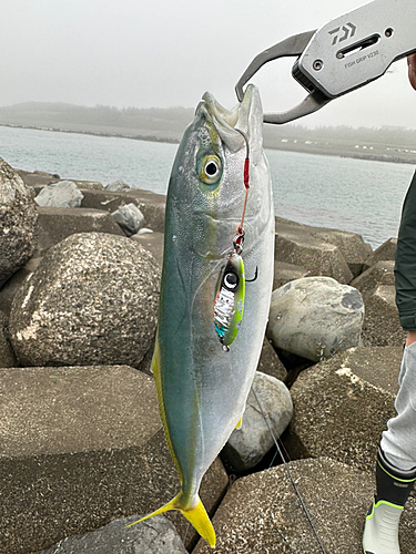 イナダの釣果