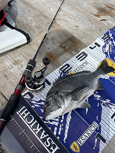 チヌの釣果