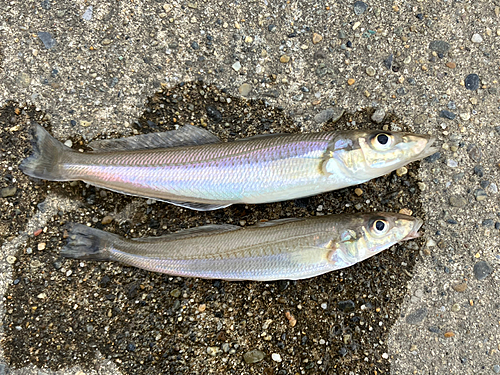 キスの釣果