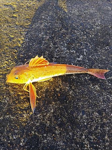 カナガシラの釣果