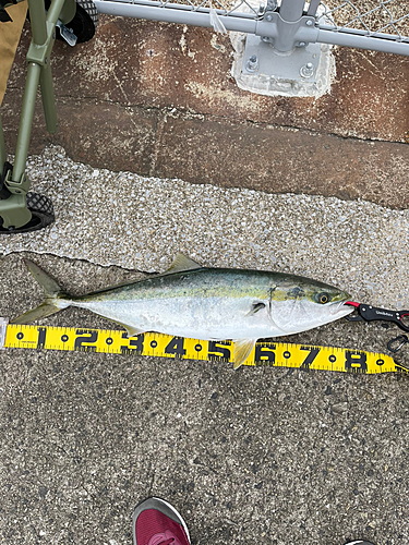 メジロの釣果