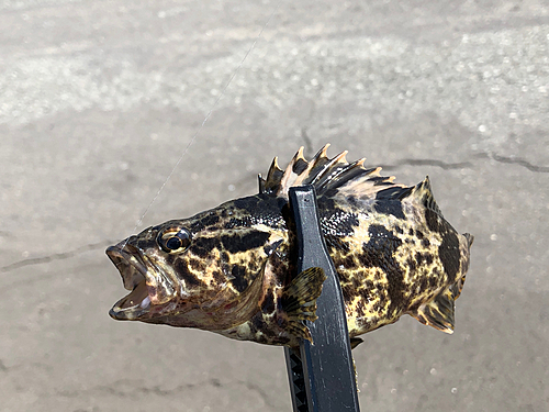 タケノコメバルの釣果