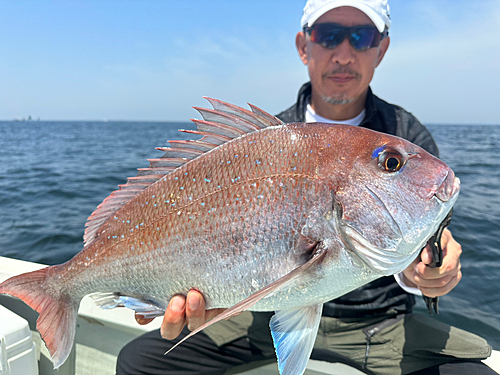 マダイの釣果