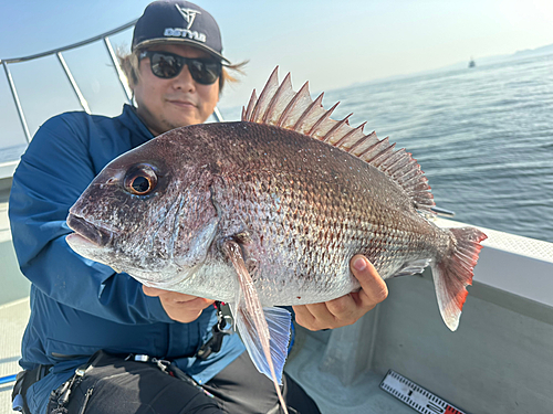 マダイの釣果