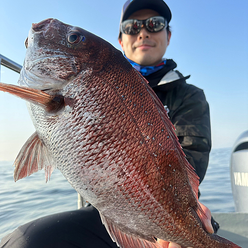 マダイの釣果