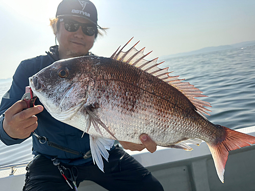 マダイの釣果