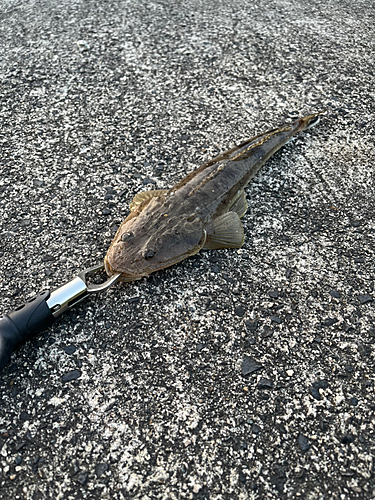 マゴチの釣果