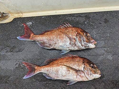 マダイの釣果