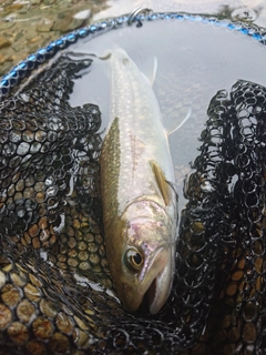 イワナの釣果