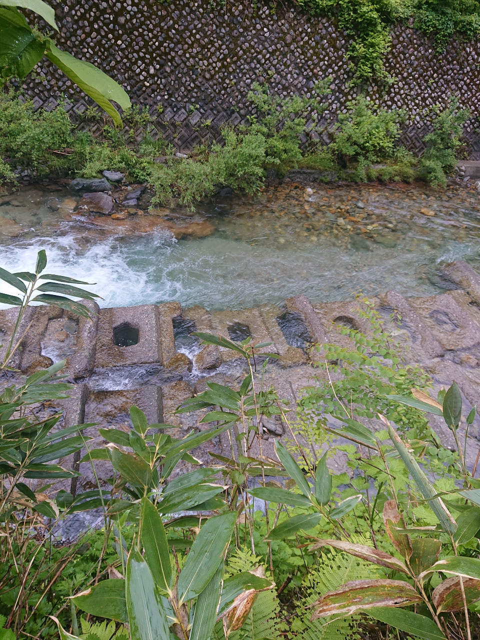 イワナ