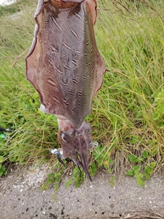 モンゴウイカの釣果