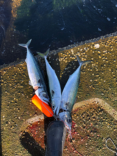 サバの釣果