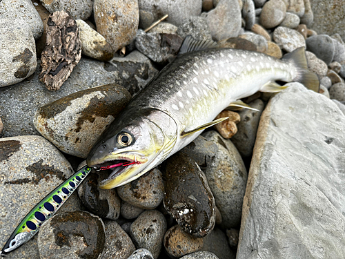 アメマスの釣果