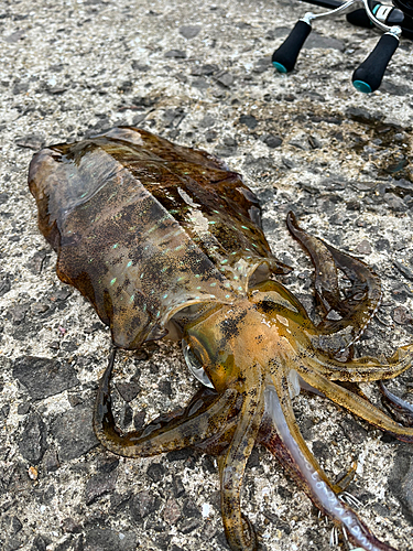 アオリイカの釣果